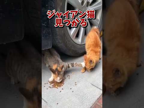 ネッコの動画で笑ったら負けｗｗｗ　#2ch #2ch動物スレ #2ch面白いスレ #動物 #犬 #猫 #癒やし #ねこ