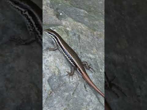 股鱗蜓蜥 Sphenomorphus incognitus  #wildlife #nature #skink