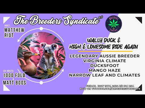 Wally Duck & High & Lonesome RIDE AGAIN!  Ducksfoot Mango Haze Equatorial Sativas PART 2 s11E14