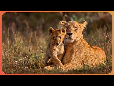 Exploring Lion Life: Living Among Africa's Kings