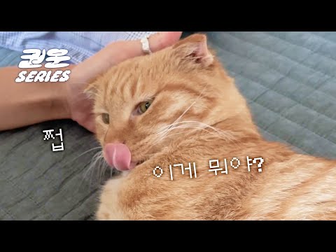 처음 해보는 양치... 그리고 잡다한 고양이 영상 | 권운 시리즈 ASMR [고양이 키우기]