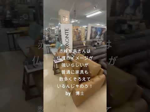 博士　赤峰家具さん訪問する　の巻　＃赤峰家具 #コープおきなわ