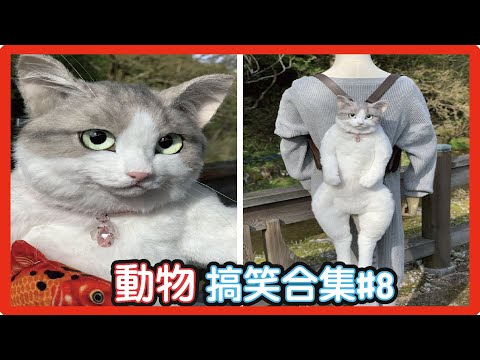 🤣2022最好笑的寵物合集🐱🐶笑到噴飯#8/Funny Animals Video/貓/狗/cat/dog/pet/