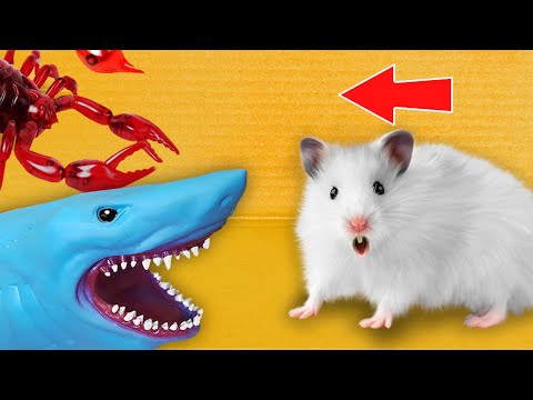 Hamster Escapes from Shark and Scorpion 🐹 Hamster Maze Compilation