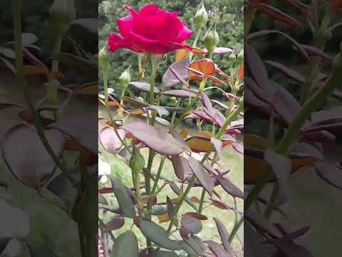 Red rose. #rose #flowers #plants #nature #garden #红玫瑰 #玫瑰花