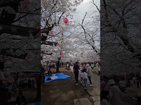 2024/04/07 🇯🇵 川越 喜多院 櫻花滿開🌸🌸🌸 好多日本人來野餐🍱 耳邊傳來的都是日語🤣 #kawagoe #sakura