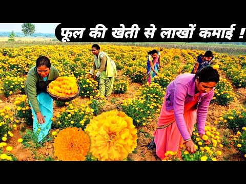 गेंदा के फूल की खेती कब और कैसे करे, लागत, मुनाफा | genda ki kheti | genda phool ki kheti