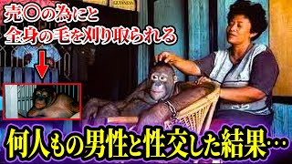 【ゆっくり解説】人間を相手に体を売らされたオランウータン”ポニー”   今も存在する動物との性○為世界事情がヤバい