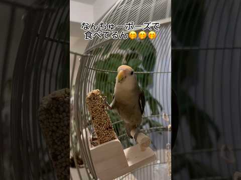 【🤪#コザクラインコ 】#shorts #short  #birdlovers #インコ動画 #インコ #インコのいる暮らし #lovebird