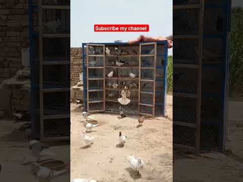 #beautiful #kabootar #pigeon #comedyvideos #homingpigeons #funnyshorts #sadstatus#shorts