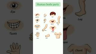 human body parts #english #spokenenglish #shorts