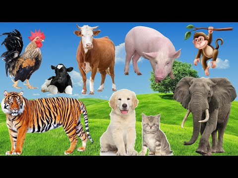 Explore animals: Dog, Cat, Tiger, Elephant, Pig, Monkey...Animal sounds