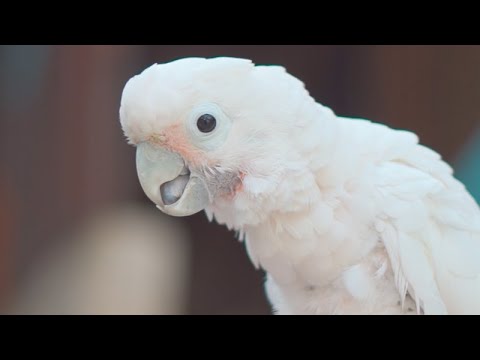 Cockatoo SOS | Sentosa Stories