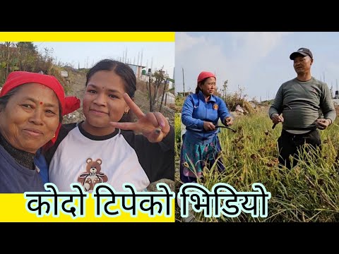 नेपालमा आरुमिक्सको आमाले कोदो टिपेको भिडियो बनाउनुभएको 🥰❤️