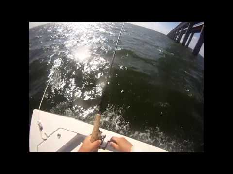 Fighting a Huge Ray Under the Skyway Bridge