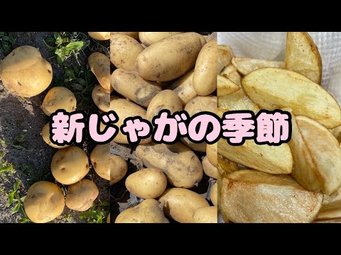 春の新じゃがを収穫しました🥔