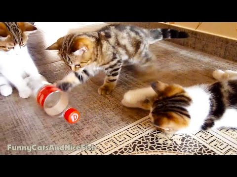 Cute Kittens Playing BottleBall