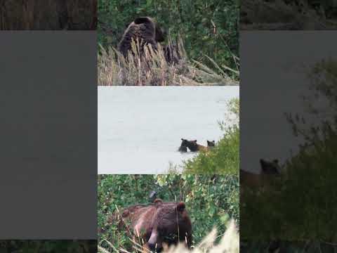 Grizzly #399 is awake! #bear #nationalpark #nature #wildlife #ytshorts #shortvideo #shorts