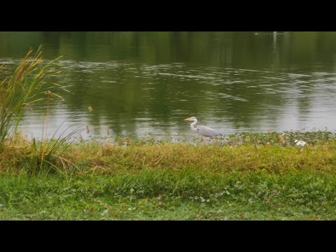 #birds 🐦🐦#lake #swimming #trending #viral #nature 🌿🍃#bangalore