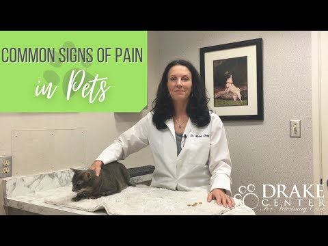 Signs of Pain in Pets