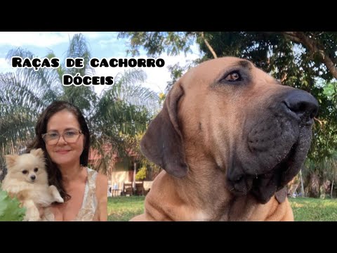 OITO RAÇAS DE CACHORRO  DÓCEIS