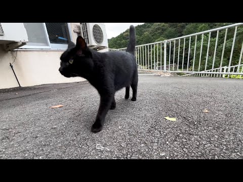 坂道で追いかけてくる黒ねこちゃん　No.７６１　２０２４年　９月２５日　６：００　のくろねこちゃん　black cat