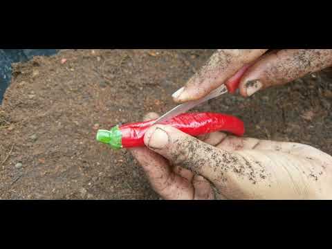 how to germinate hot pepper from scratch