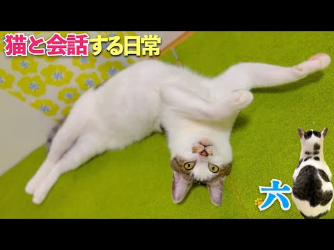 [猫と会話する日常]おしゃべりな愛猫との穏やかな日常。暑い日の愛猫は横着な甘え方をする | [生まれ変わりの猫] 六 (Roku)