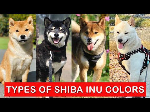 5 Types of Shiba Inu Colors Which Is Your Favorite ? / Shiba Inu Colors Types