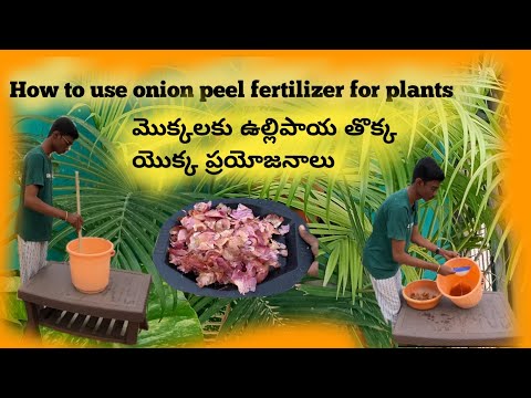 How to use onion peel Fertilizer for plants మొక్కలకు ఉల్లిపాయ తొక్క యొక్క ప్రయోజనాలు