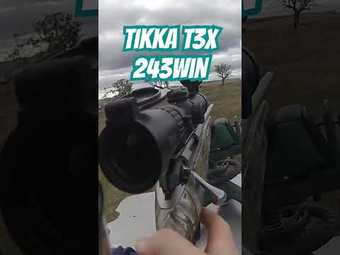 Tikka T3x 243win #ozziereviews #tikka #243 #shooting #gun #rifle #firearms #viral #viralshorts