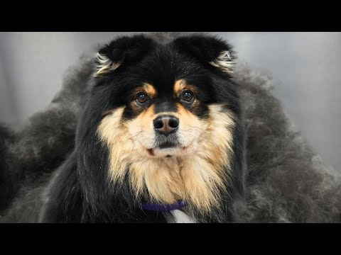 The Furnado KING has returned | Finnish Lapphund Epic Grooming