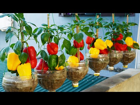 Surprised By How To Grow Bell Peppers In Plastic Bottles, The Fruits Are Big And Fresh