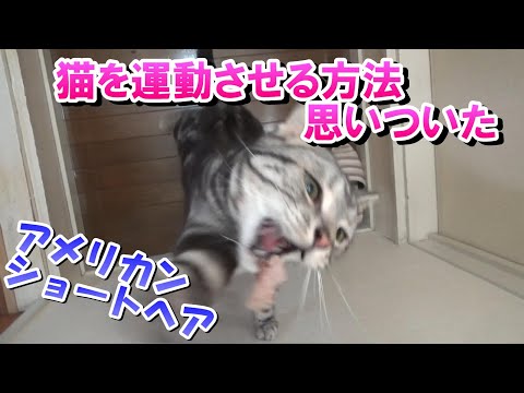 猫を運動させる方法を試してみた（アメリカンショートヘア）