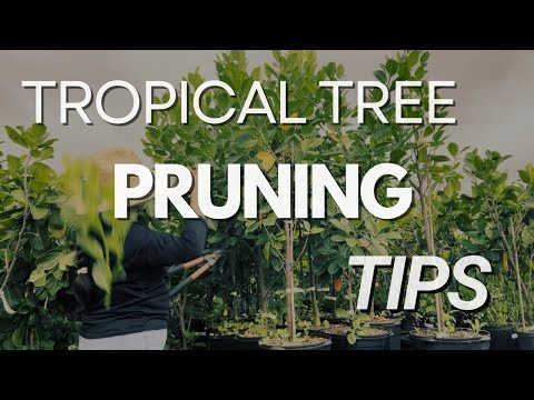 How to Prune Your Tropical Trees | Everglades Farm Pruning Tips 🌳✂️