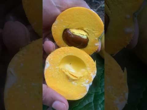 Sweet Sapodilla Fruit 🍑| #shorts #ytshorts #fruit #viral #trending #sapodilla