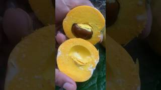 Sweet Sapodilla Fruit 🍑| #shorts #ytshorts #fruit #viral #trending #sapodilla