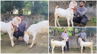 Kokan ki Beauty Top quality munde Bache Father 80/90kg Kokan brand Patira Shoaib bhai Khaira Roha