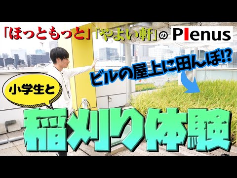 プレナスは東京のビルの屋上で稲作をしてます！