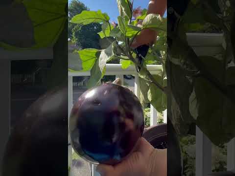 Eggplant Harvest Tips: Shiny Skin = Best Flavor!