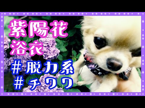 【癒し系】抱っこすると脱力するチワワ🐶カラフルな紫陽花の中💠浴衣姿で👘ASMR🍃Chihuahua wearing a yukata like a stuffed animal💕Hydrangea