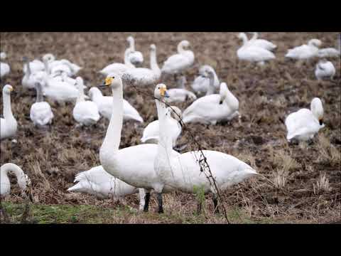 20200105白鳥　田尻池～婦中町