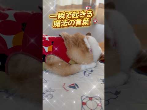 一緒にお昼寝〜💤これも、大事な時間なのです🤭✨#わんこ #コーギー #コーギー犬 #犬動画 #ウェルシュコーギー #わんこ動画 #わんこがいる生活 #いぬとの暮らし #わんこ #コーギー大好き