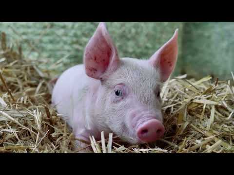 Awesome Pig Facts For Kids!