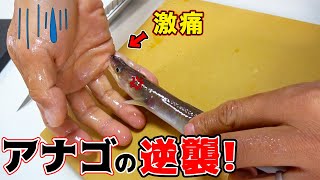 釣りよか初?!アナゴに噛まれて悶絶！！