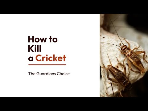 How to Kill a Cricket that's Loose in Your House | The Guardian's Choice