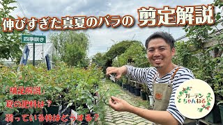 【伸びたバラの枝はどう扱う？】真夏の剪定解説