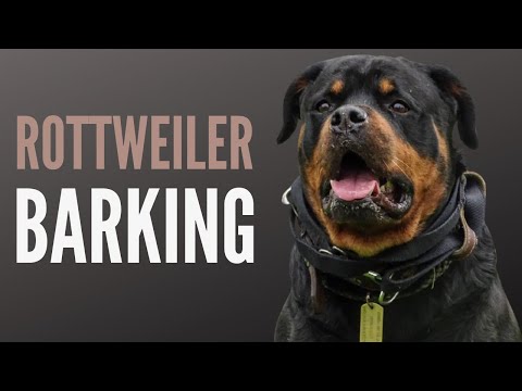 HUGE Rottweiler Barking Sound Effect (60 Min)