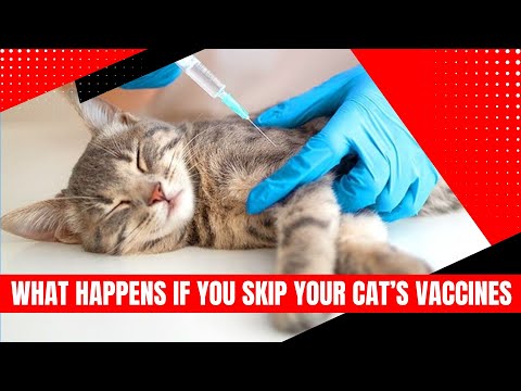 What Happens if You Don’t Vaccinate Your Cat?