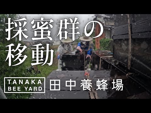 採蜜群の移動&北海道行き準備